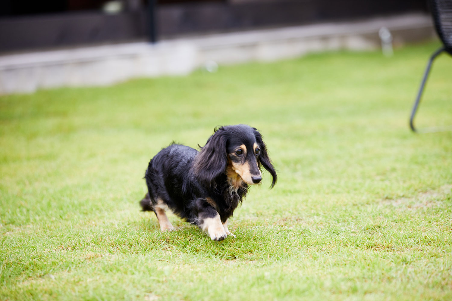 愛犬の宿泊料無料