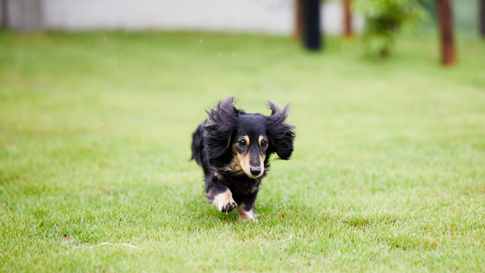 愛犬が心身ともに健康になれるプライベートドッグラン